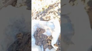 КАК УБРАТЬ КОРНИ ХМЕЛЯ,ЛЕГКО. БОРЬБА С ХМЕЛЕМ.