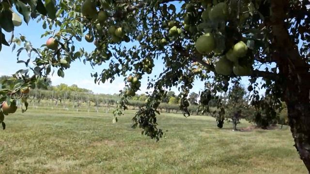 №62 Как собирать яблоки. Яблоневый сад ... Груши и.цветы... смотреть онлайн