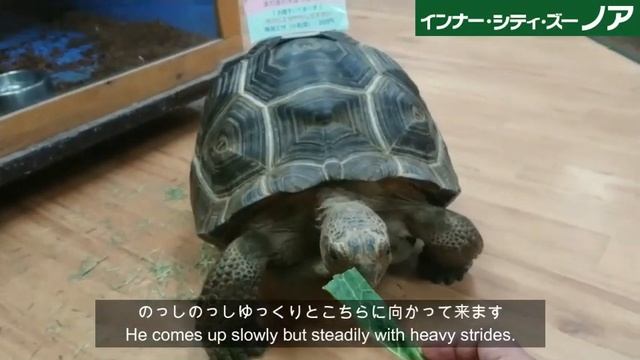 Animals of NOAH ： Aldabra giant tortoise смотреть онлайн