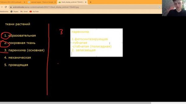 Ткани растений. Схемы учим.