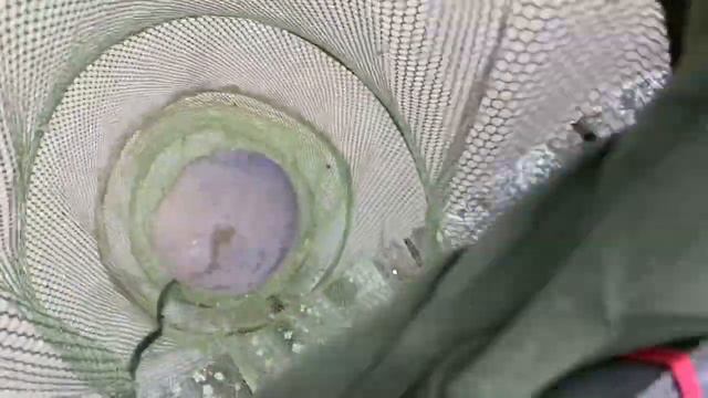 Зарыбление форели 50 кг смотреть онлайн