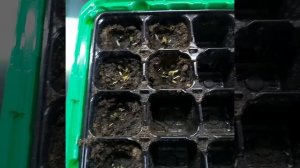 Посадка бархатцев на рассаду букетом способом!!!!