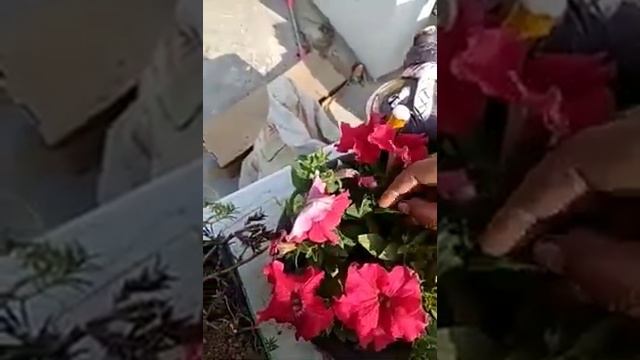 Petunia ki sahi tarike se pinching krna... смотреть онлайн