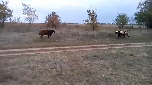 Битва баранов за самку смотреть онлайн