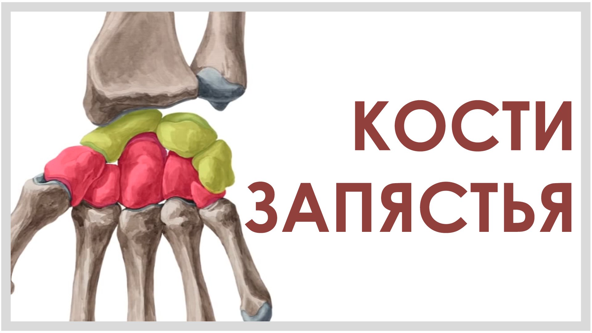 Кости запястья смотреть онлайн