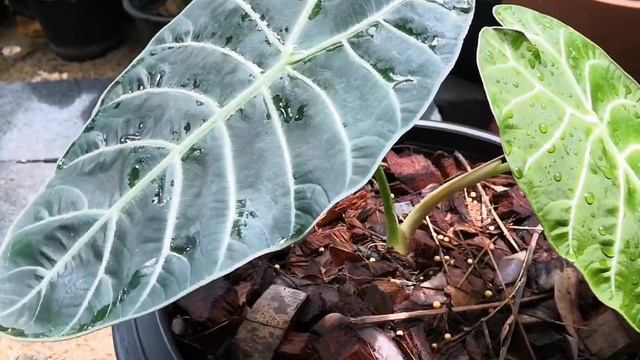 EP.3 Alocasia longiloba watsoniana смотреть онлайн