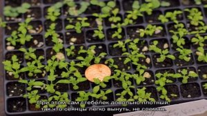 Пикировка рассады ибериса: когда она нужна и как проводится