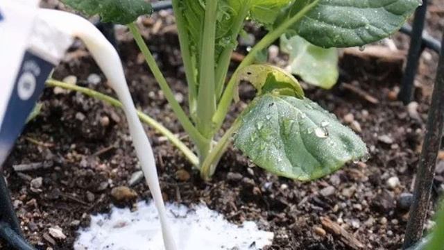 Можно ли поливать растения молоком | Советы огородникам смотреть онлайн