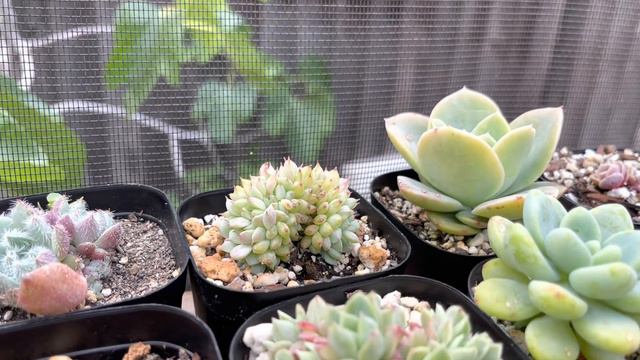 #414 PROPAGATE KOREAN SUCCULENT FROM LEAVES | KOREAN CRESTED SUCCULENTS | NHÂN GIỐNG SEN HÀN BẰNG L смотреть онлайн