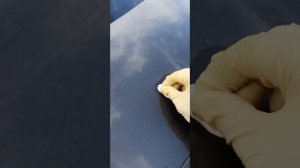 Как почистить машину от следов почек тополя!