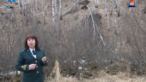 Россиянам разрешили бесплатно собирать валежник