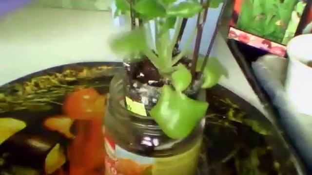 14 04 2019 Фиалка Богиня ночи . Комнатные цветы. Комнатные растения. смотреть онлайн