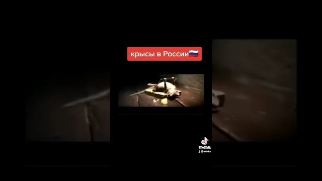 Крысы в Америке И Крысы в России смотреть онлайн