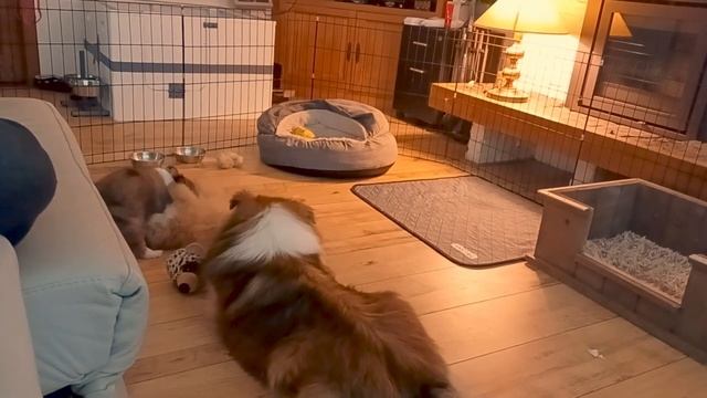 Shetland Sheepdog Puppies 8th week смотреть онлайн
