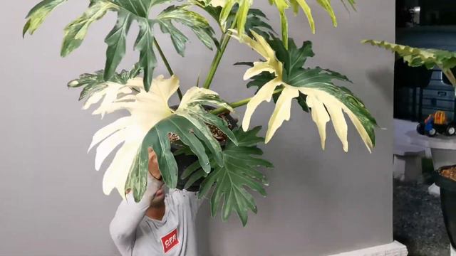 Williamsii Philodendron