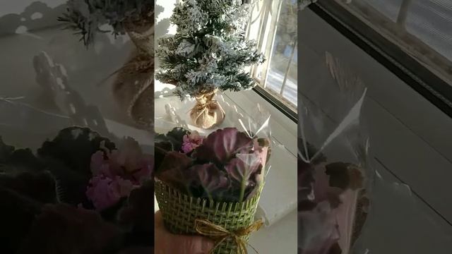 Фиалка (сенполия) РМ-Соломея смотреть онлайн