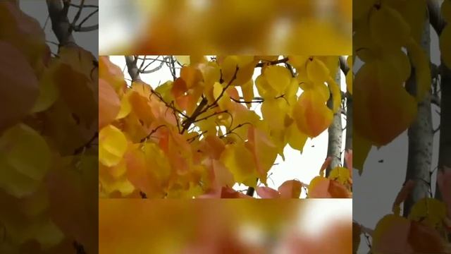 MANCHURIAN APRICOT. AUTUMN. АБРИКОС МАНЬЧЖУРСКИЙ. смотреть онлайн