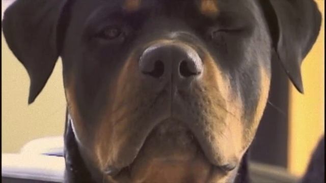 Life of Oz the Ambassador of Rottweilers. One of a kind. смотреть онлайн