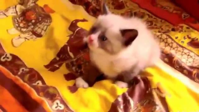 Прикольный испуганный котенок смотреть онлайн