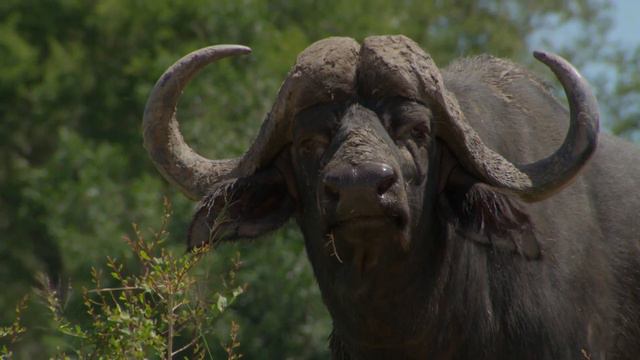 El segundo round | Ríos de África | Animal Planet смотреть онлайн