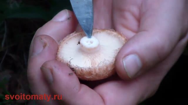 Кулинарная Революция