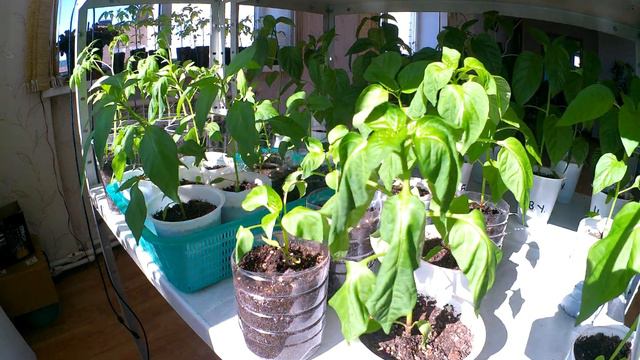 Рассада, болгарский перец. Как яркое солнце влияет на рост рассады за один день. смотреть онлайн