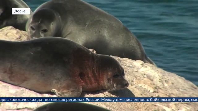 С Днём нерпы