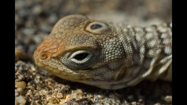 Гаттерия и тайна третьего глаза смотреть онлайн