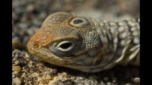 Гаттерия и тайна третьего глаза