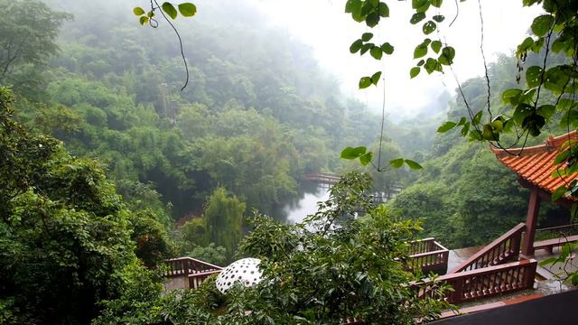 Chinese Animals | Animals For Kids | Wild Animals