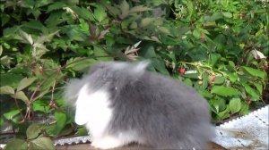 Имя для кролика. Как назвать кролика? Как назвать декоративного кролика? Мои декоративные кролики.