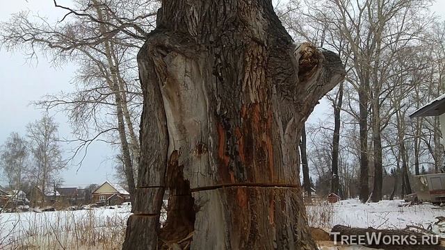 Завалили большой старый тополь. Felling Big Old Poplar Tree. смотреть онлайн