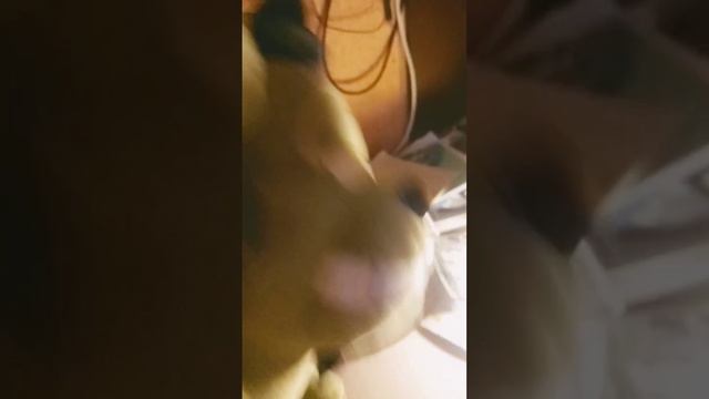 если что также можно на ноутбуке написать чипи чипи чапа чапа и у вас будет также смотреть онлайн
