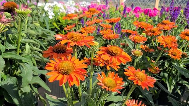 Echinacea PRIMA™ Saffron (Coneflower) //VIBRANT, Easy To Grow NATIVE With Orange Flowers All Summer
