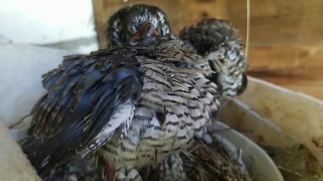 Кукушонок в гнезде у трясогузки. 21 июля 2021г смотреть онлайн