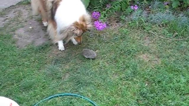 Бешеный ёжик и колли смотреть онлайн