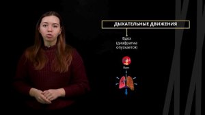 Газообмен. Жизненная ёмкость лёгких. Регуляция дыхания | Биология