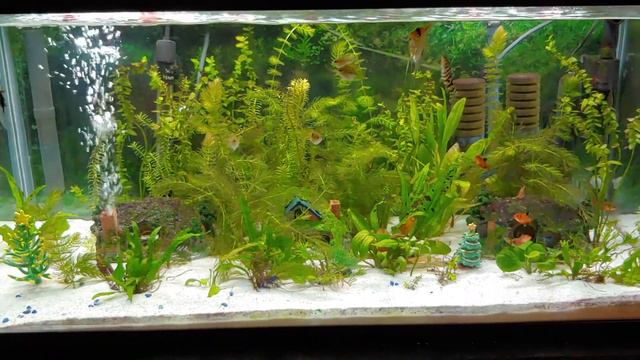 40 gallon Cichlid community rank @ke смотреть онлайн