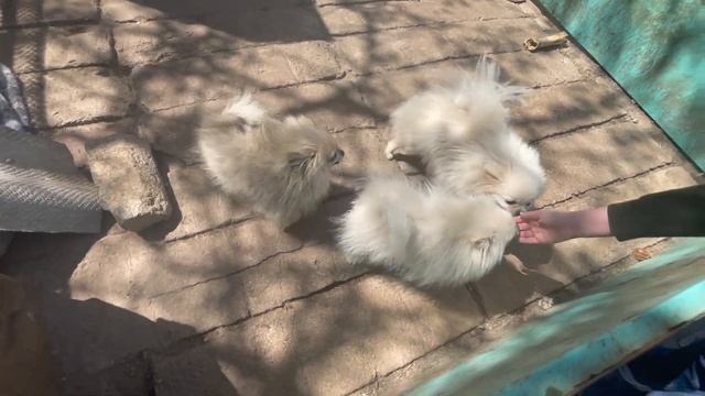 Купила щенка шпица ? Теперь у меня 2 шпица? смотреть онлайн