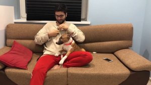 Бультерьер, Мини Бультерьер,Минибультерьер,Миниатюрный бультерьер.Опыт содержания.Стоит ли заводить