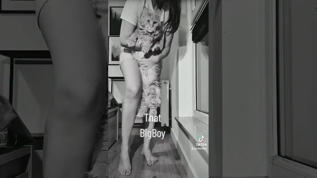 Самый большой мальчик | Сколько весит мейнкун? #mainecoon #cobol #pet #cats #shorts смотреть онлайн