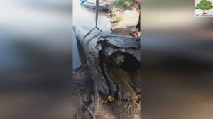 Секреты добычи мореного дуба (топляковой древесины)