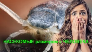 НАСЕКОМЫЕ размером с ЧЕЛОВЕКА?