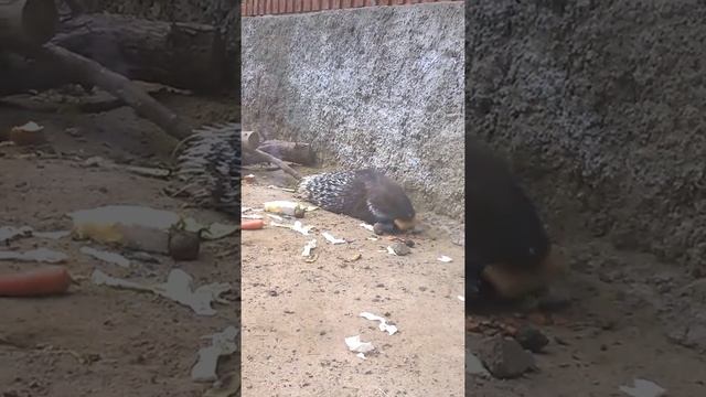 Дикобраз ест хлеб смотреть онлайн