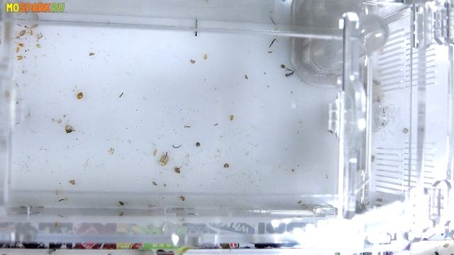 Считаем муравьев в семи фермах - Стартовый состав колоний смотреть онлайн