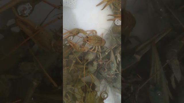 Живые раки оптом смотреть онлайн