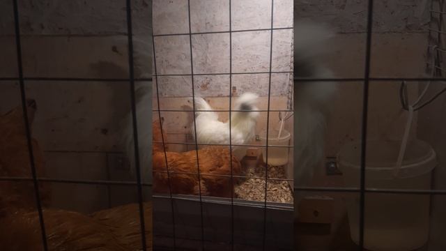 Петух джентельмен. смотреть онлайн