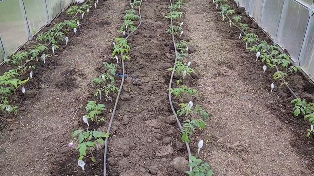 Старт.Высадка томатов в теплицу смотреть онлайн