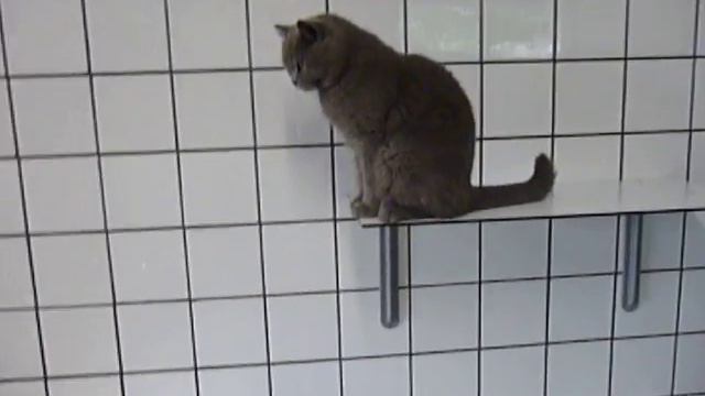 Kat Leo смотреть онлайн