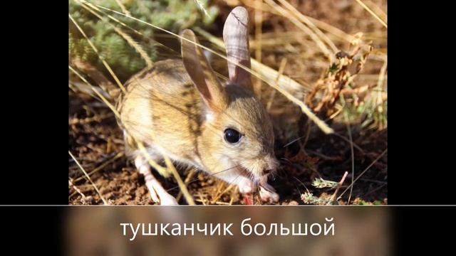 Путешествие по Красной книге Донбасса смотреть онлайн